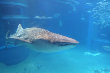 Wall Mural - See whale sharks swimming in the aquarium