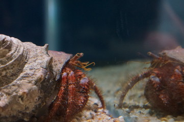 Wall Mural - Keep hermit crabs in the aquarium