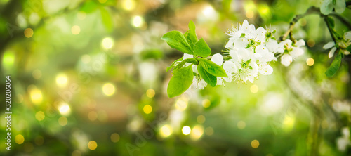 Fotomural Beautiful floral spring abstract background of nature