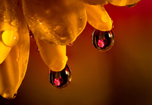 Close Up Of Beautiful Pink Flower Reflection In Water Droplets Hanging Off Petals Of A Yellow Daisy
