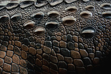 Crocodile Skin Texture