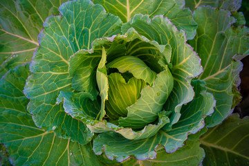 Green organic cabbage vegetable head with leaf