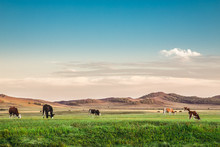 Cattle And Sheep On The Grassland Of Ulan Butong In Inner Mongolia, China