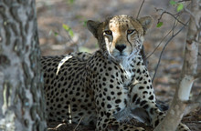 Portrait Of Cheetah Resting On Field