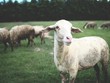 A dirty wool sheep is eating grass in a green lawn.