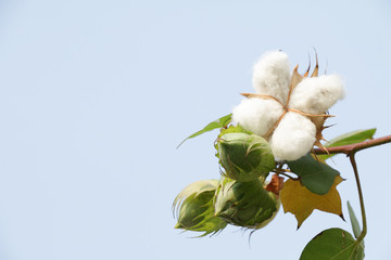 The coton flower in the nature