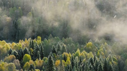 Wall Mural - Beautiful morning landscape of the mixed autumn forest with snow falling