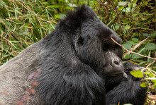 Gorilla Resting On Field At Mgahinga Gorilla National Park