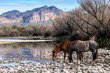 © brent coulter - Salt River Wild Horses