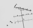 Low Angle View Of Birds Perching On Television Aerials Against Clear Sky