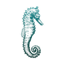 Seahorse With Swirling Tail Vector Sketched Illustration