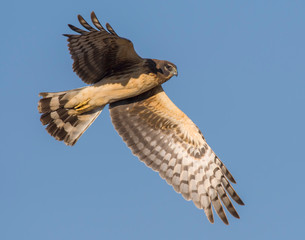 Northern Harrier in flight