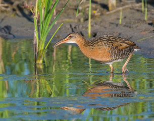 Wall Mural - King Rail in a swamp