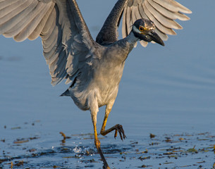 Yellow-crowned Night Heron hunting in shallow water