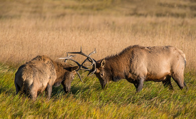 two bull elk fighting