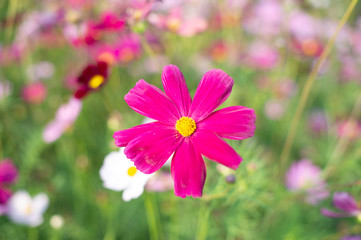 pink cosmos flower blooming in the field, vintage tone