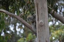 LOW ANGLE VIEW OF Koala ON TREE