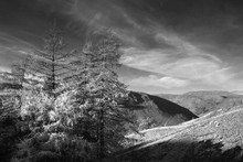 Majestic Autumn Fall Landscape Of Backlit Larch Trees In Lake District Viewed From Hallin Fell Durnig A Cold Morning