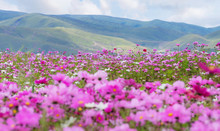 Spring Landscape. Field Of Pink Flowers With Green Hill In Spring