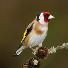 CLOSE-UP OF European Goldfinch PERCHING OUTDOORS