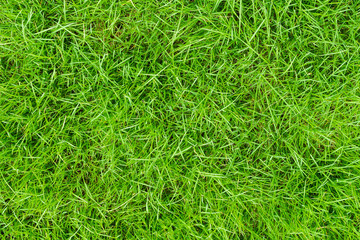 background of green grass