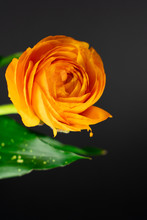 Beautiful Yellow Rose Flower With Black Background
