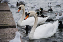 Swans And Coots Swimming In Lake