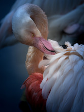 Close-Up Of Flamingo Preening