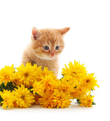 Canvas Print - Little cat with yellow flowers.