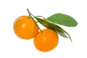 Tangerines on branch with leaves isolated on white background. Without a shadow