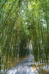  Bamboo forest in Beijing Botanical Garden after winter snow