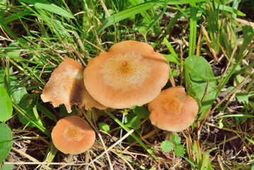 Poster - Edible mushrooms (Armillaria mella) 4