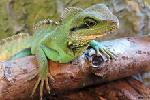 インドシナウォータードラゴン 無料画像 - Public Domain Pictures