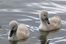 Cygnets Swimming In A Lake