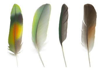 Wall Mural - Beautiful colorful collection feather isolated on white background