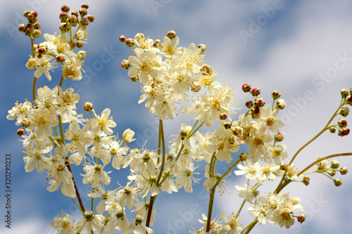 Meadowsweet. Filipendula ulmaria