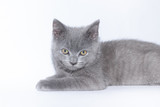 Fototapeta Koty - A grey kitten lies on a white background. Cute kitten. British cat. Cover for an album or notebook.