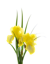 Yellow Iris Flower.