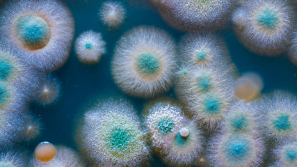 Sticker - close up petri dish with microbe colony