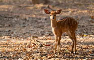 Poster - young nyala standing alone