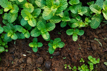 Fresh mint grow in the garden