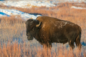 Wall Mural - Bison in the snow