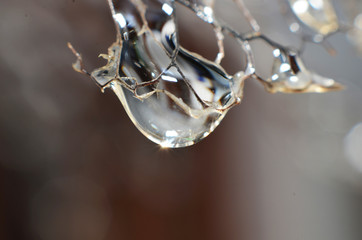 The drops of water left over from the rain hang on the dried leaves