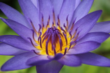 Purple Lotus Flower Blooming Close Up Photo