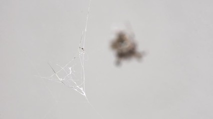 A damaged silk trap of a metepeira spider - Close up
