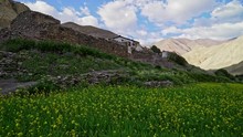 Tilt Up Shot To A Remote Village In The Markha Valley Trek, Old Buildings In A Lush Green Environment In The Mountains, Field Of Flowers. 