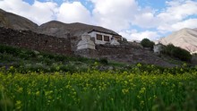 Tilt Up Shot From Ground Level With Yellow Flowers To An Old Building House For Tourists On The Markha Valley Road. 