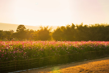 Wall Mural - Beautiful cosmos flowers blooming in garden with sunset light