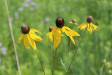 Yellow Coneflowers On Background Of Green Grass At Miami Woods In Morton Grove, Illinois