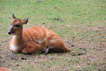 A Chestnut Sitatunga With White Stripes Lying On Green Grass